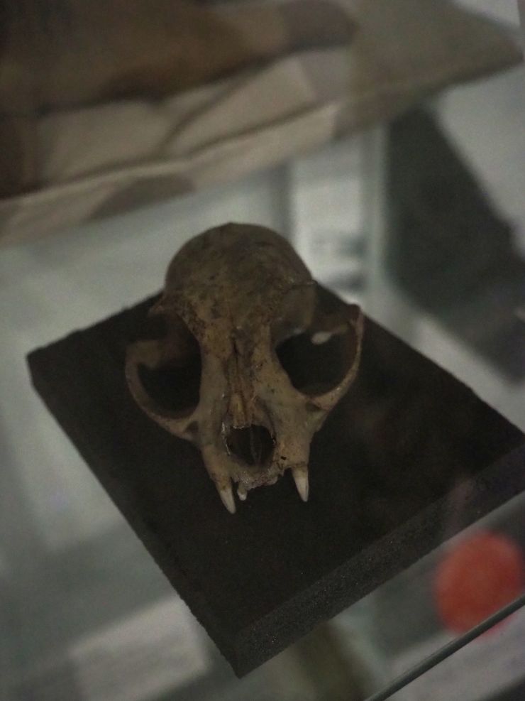 Cat Skull at Cats of Cambridge at The Museum of Cambridge.